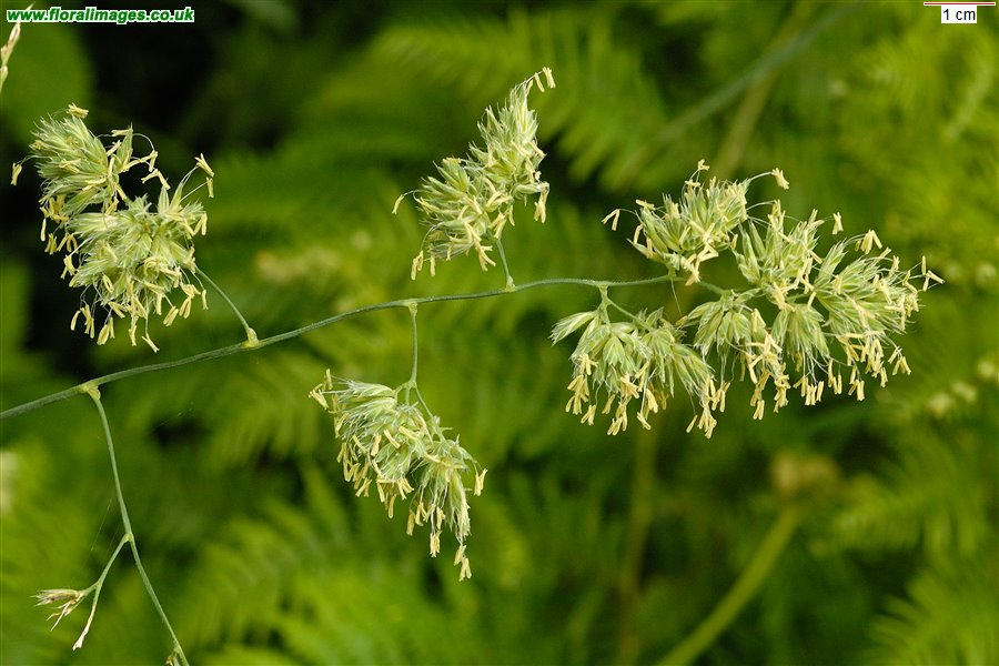 Dactylis glomerata