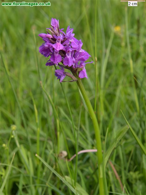 Dactylorhiza incarnata