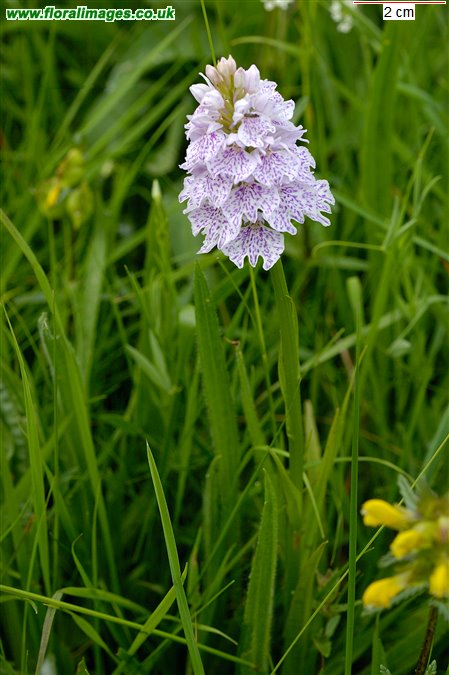 Dactylorhiza maculata