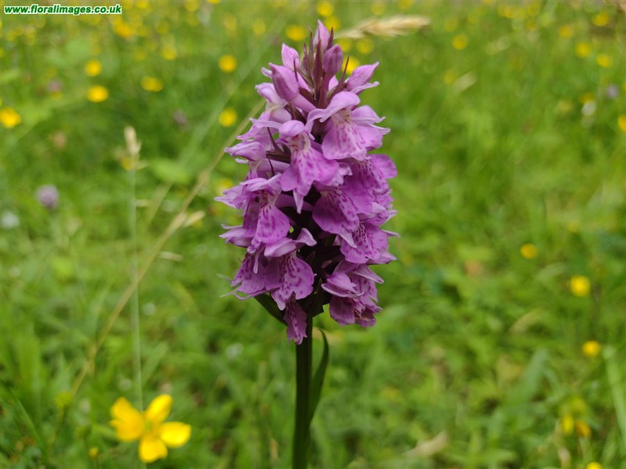 Dactylorhiza praetermissa