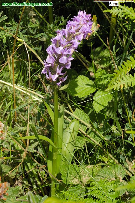 Dactylorhiza praetermissa