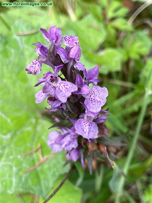 Dactylorhiza praetermissa