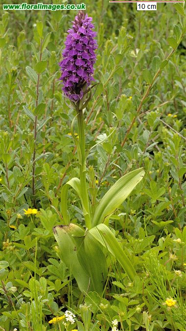 Dactylorhiza praetermissa