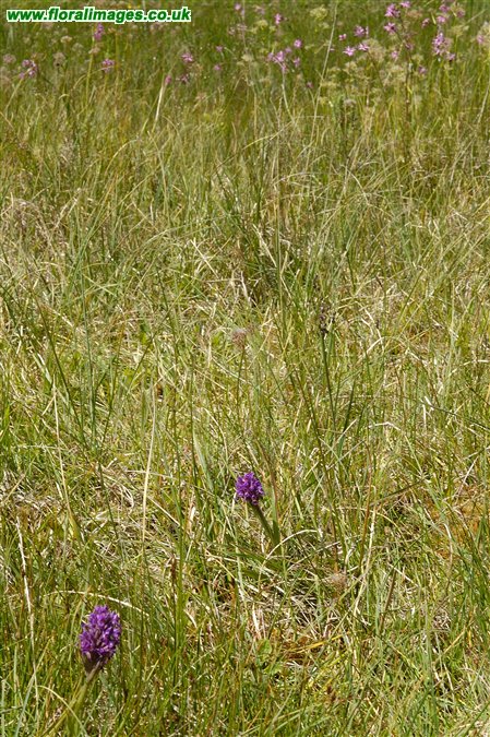 Dactylorhiza purpurella