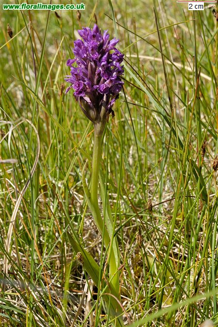 Dactylorhiza purpurella