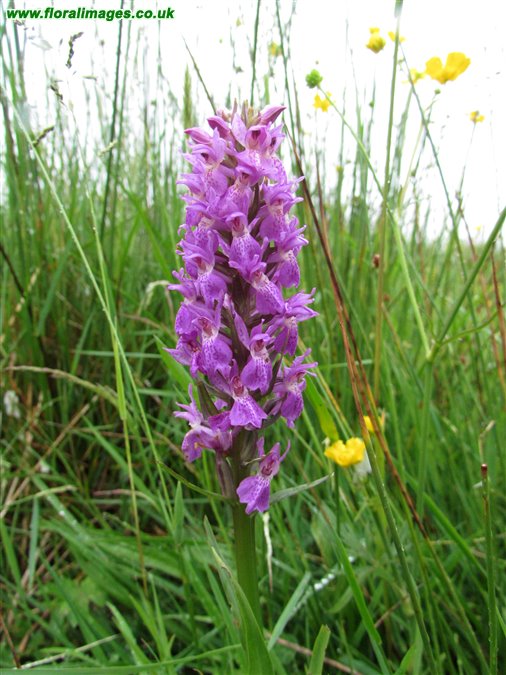 Dactylorhiza purpurella