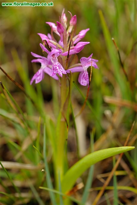 Dactylorhiza traunsteinerioides