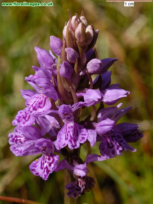Dactylorhiza x formosa