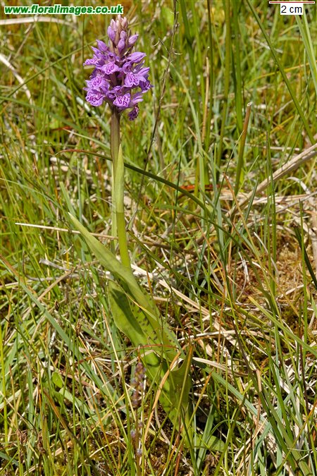 Dactylorhiza x formosa