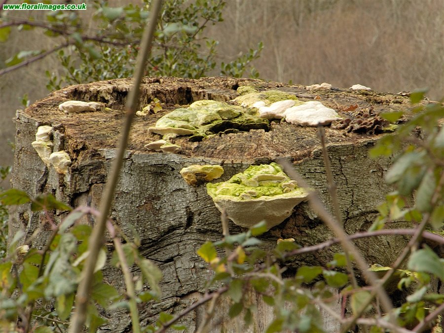 Daedalea quercina
