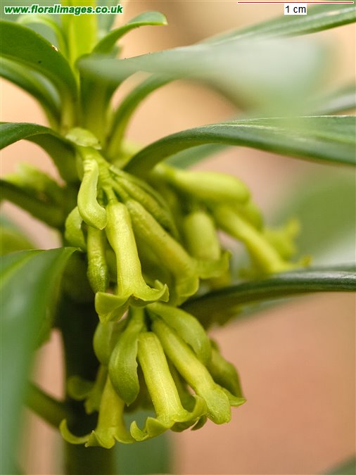 Daphne laureola