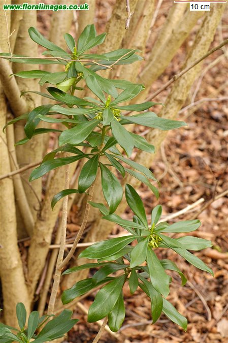 Daphne laureola