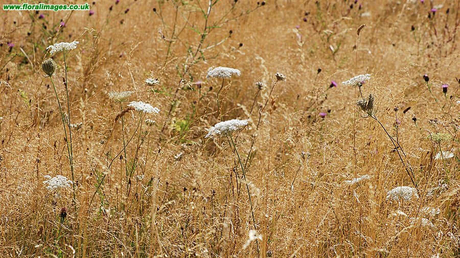 Daucus carota