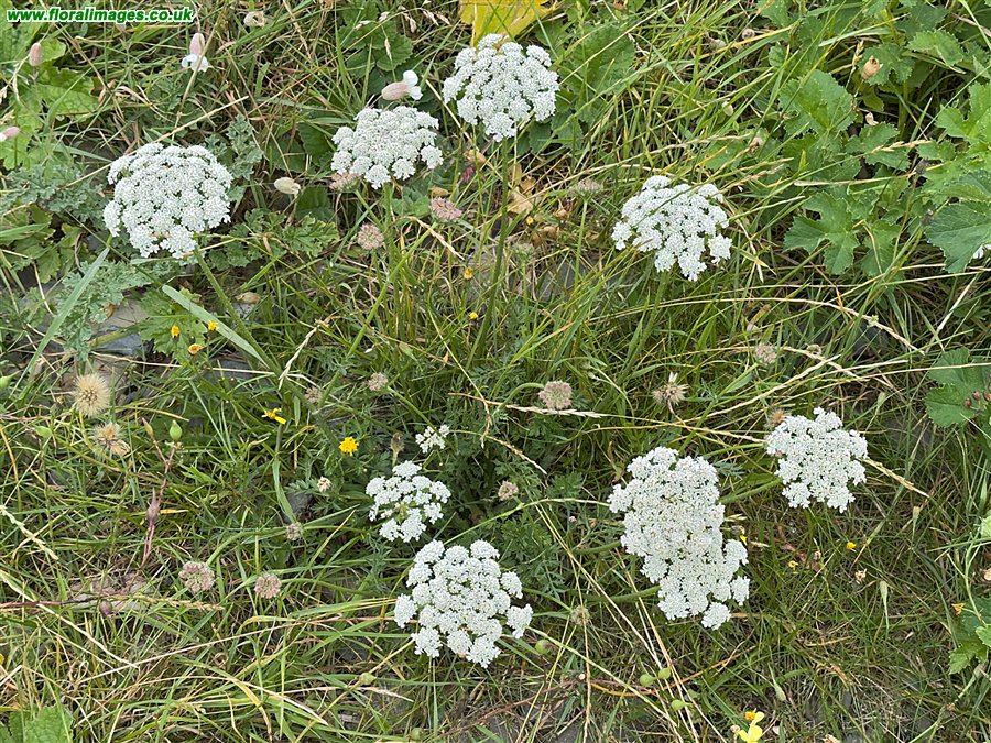 Daucus carota
