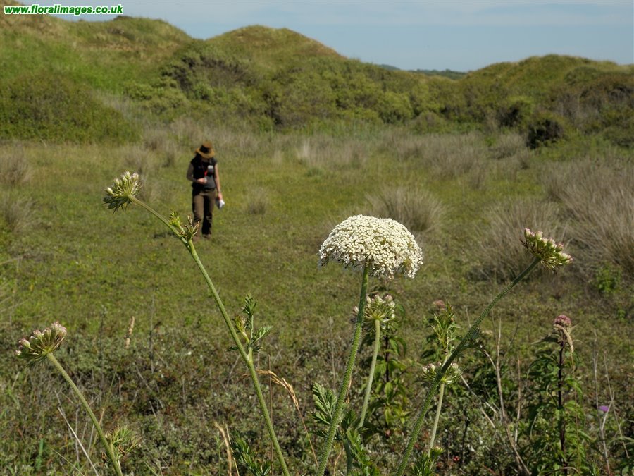 Daucus carota