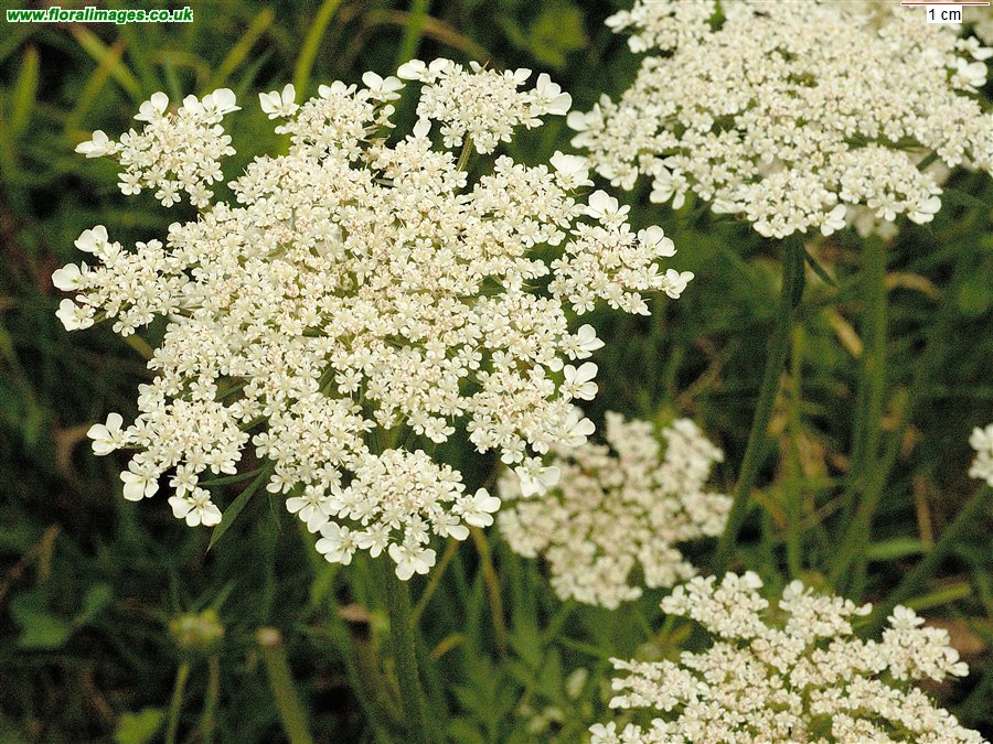Daucus carota