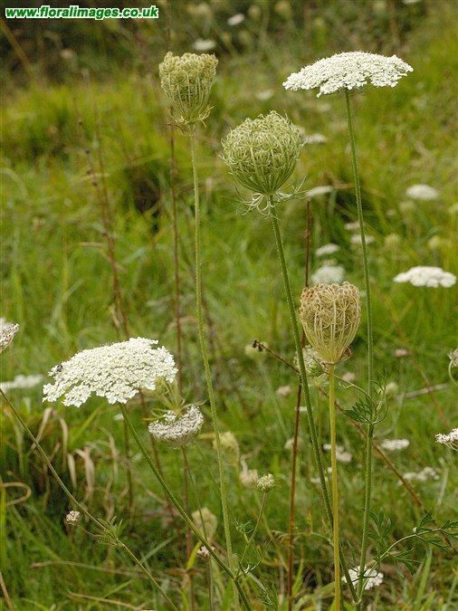 Daucus carota