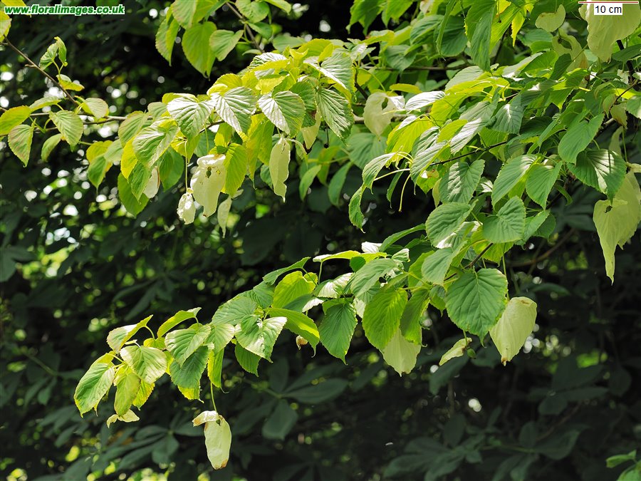 Davidia involucrata