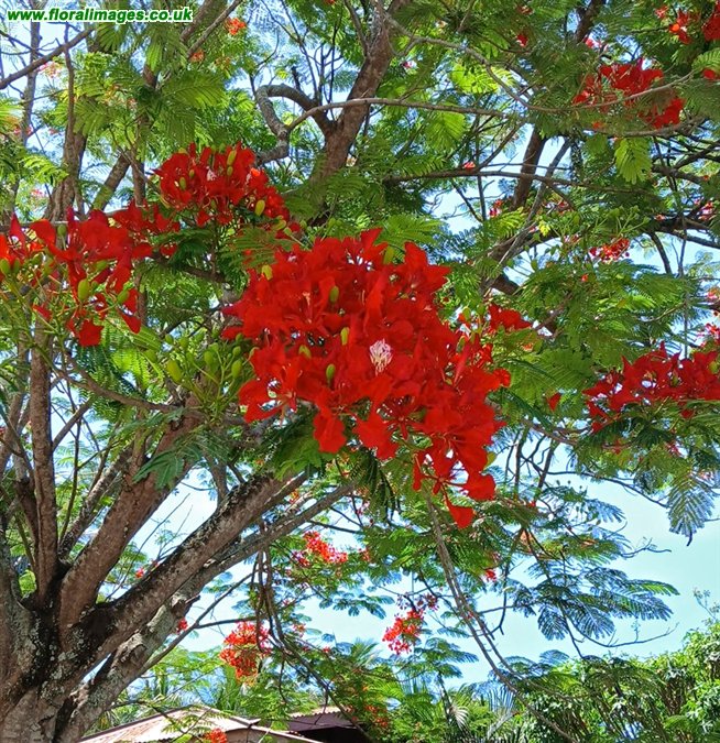 Delonix regia