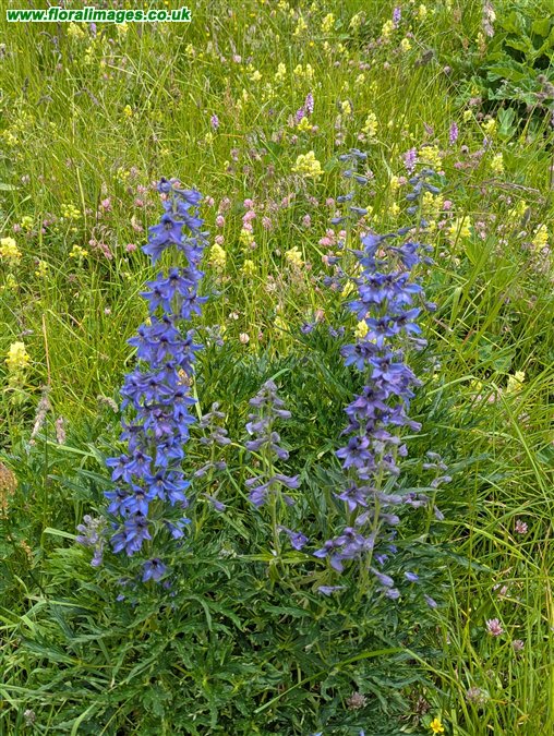 Delphinium elatum