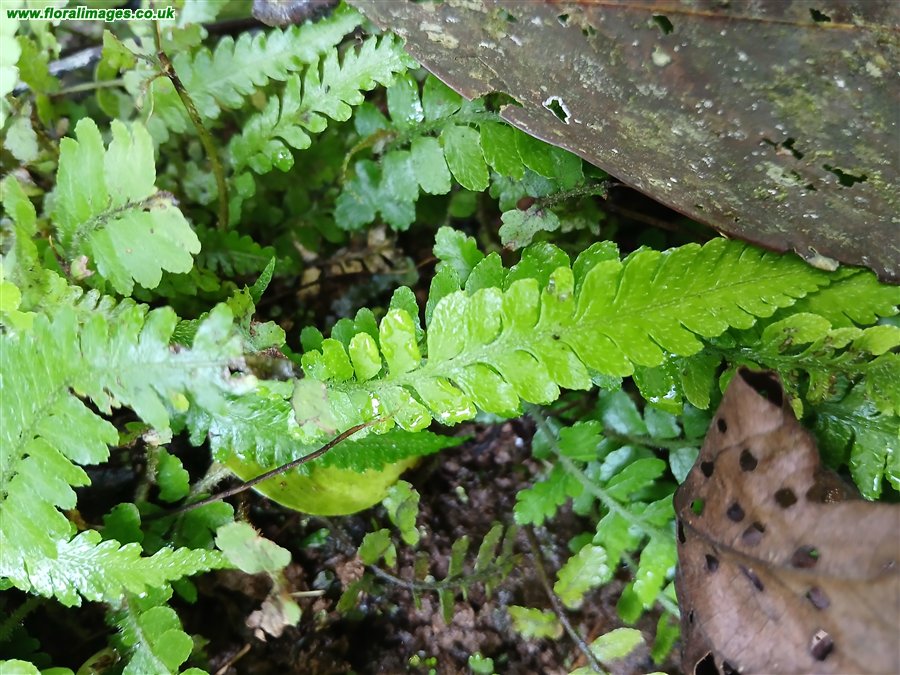 Deparia petersenii