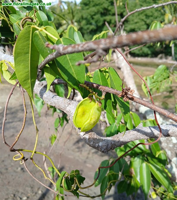 Derris trifoliata