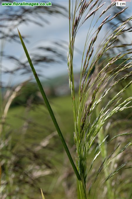 Deschampsia cespitosa