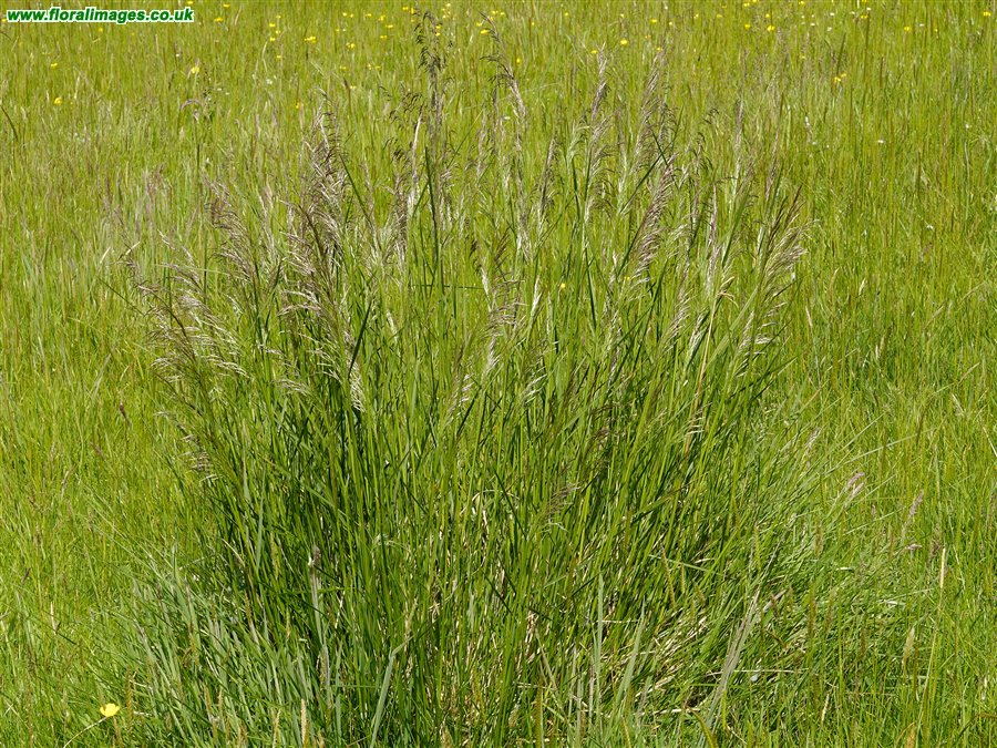 Deschampsia cespitosa