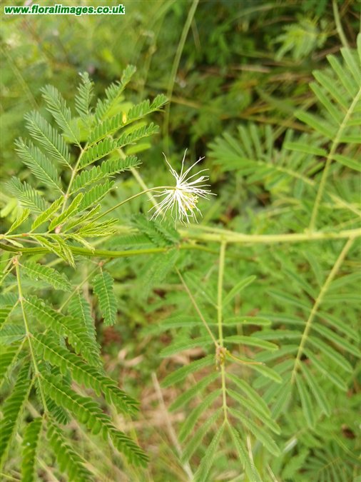 Desmanthus virgatus