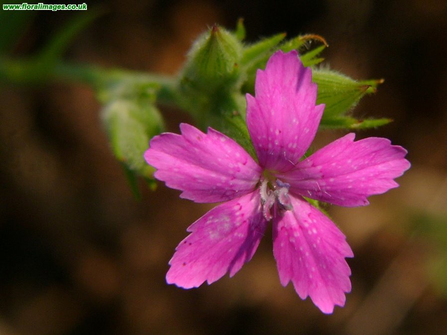 Dianthus armeria