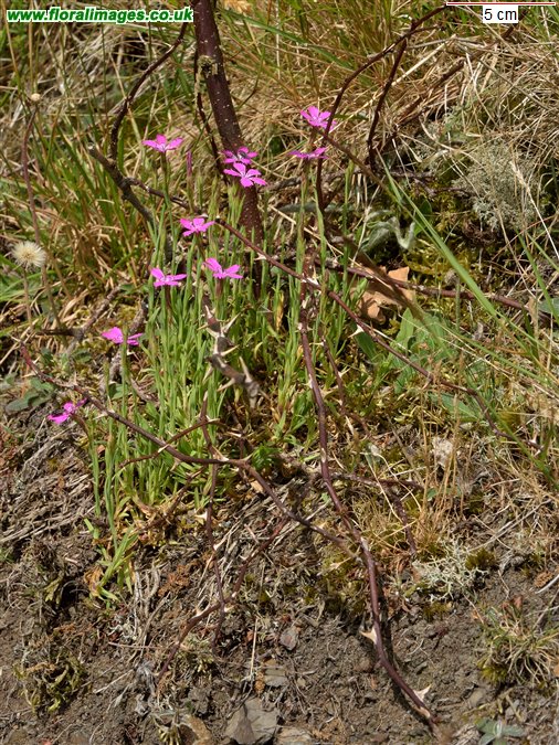 Dianthus deltoides