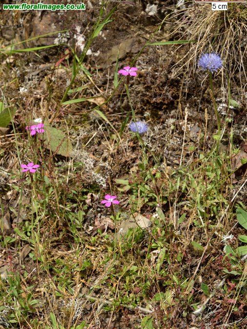 Dianthus deltoides