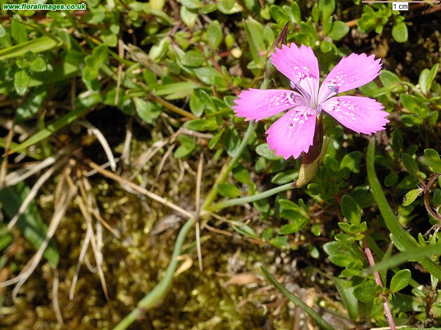 Dianthus deltoides