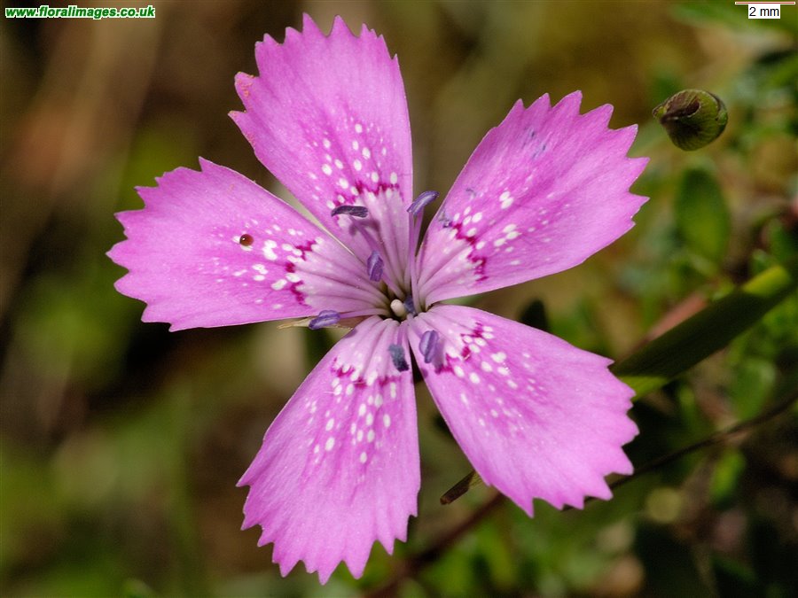 Dianthus deltoides