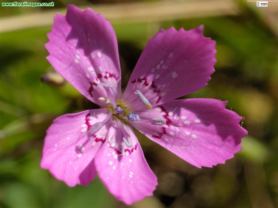 Dianthus deltoides