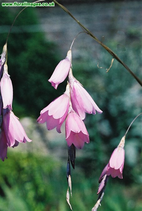 Dierama ensifolium
