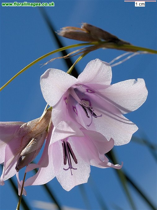 Dierama latifolium