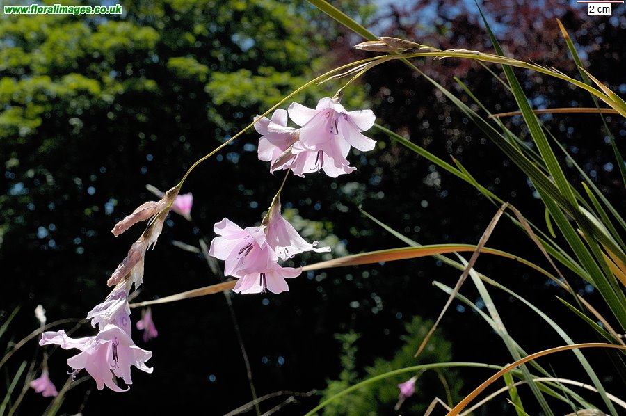 Dierama latifolium
