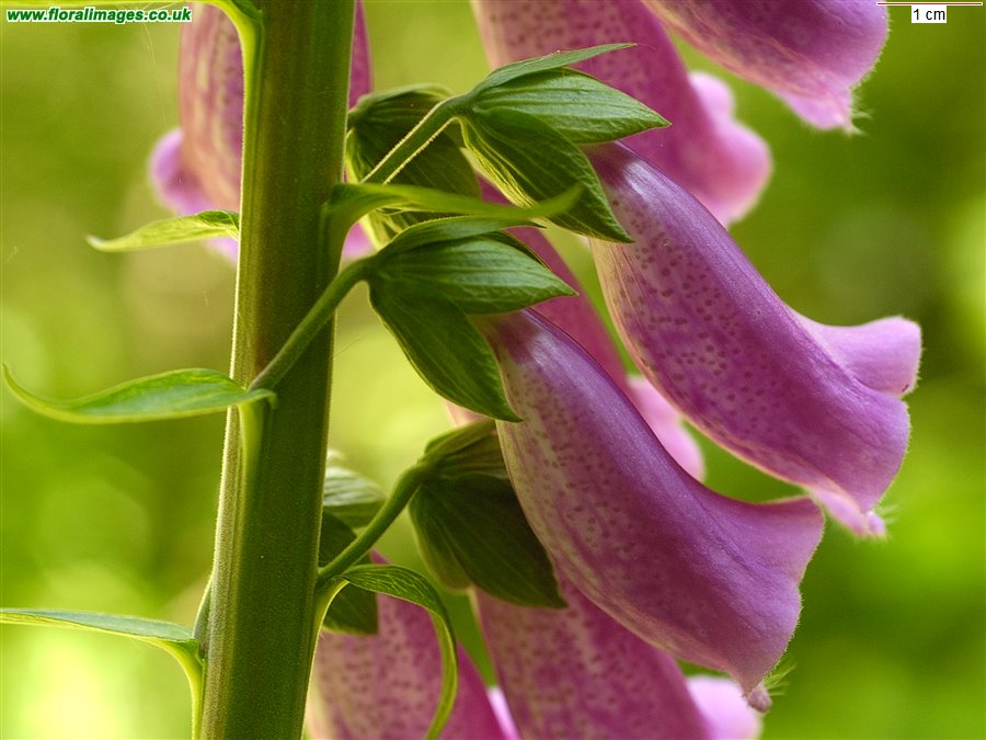 Digitalis purpurea, picture 7 of 9