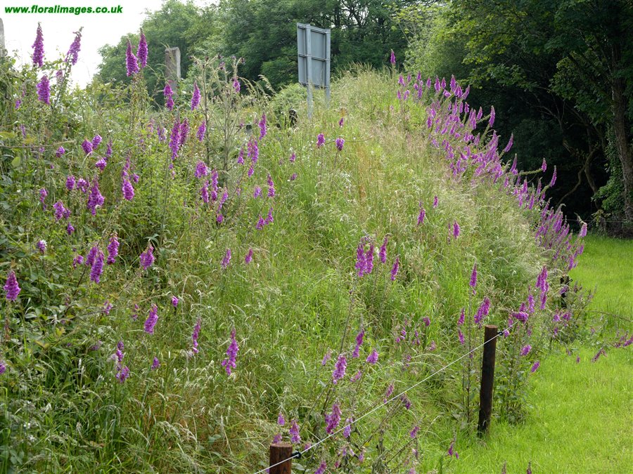 Digitalis purpurea