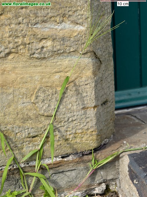 Digitaria ischaemum