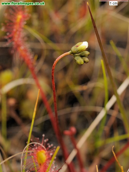 Drosera anglica