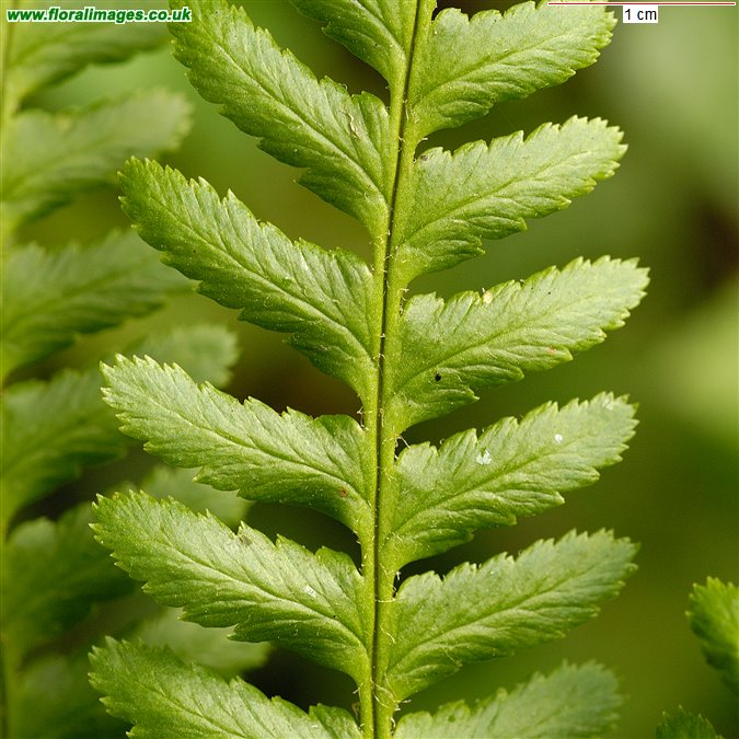 Dryopteris filix-mas