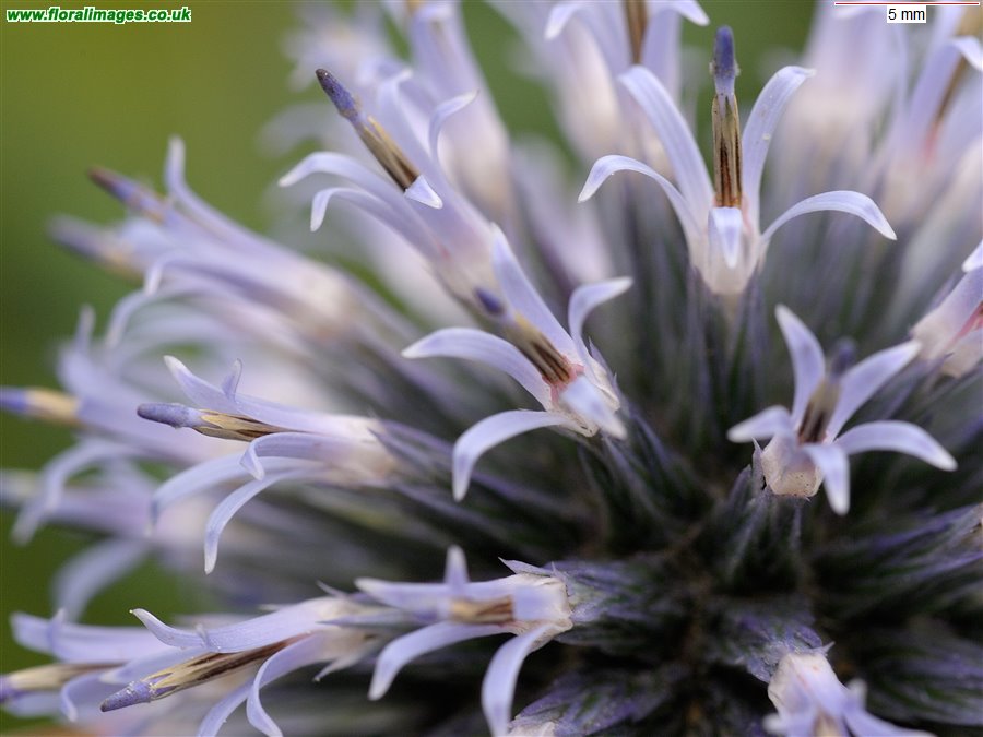 Echinops bannaticus