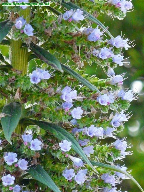 Echium pininana