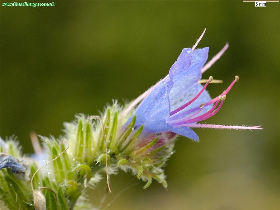 Echium vulgare