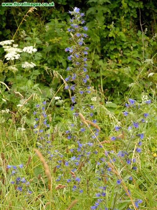 Echium vulgare