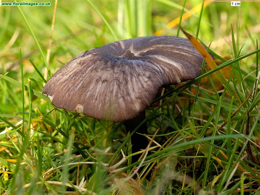 Entoloma corvinum