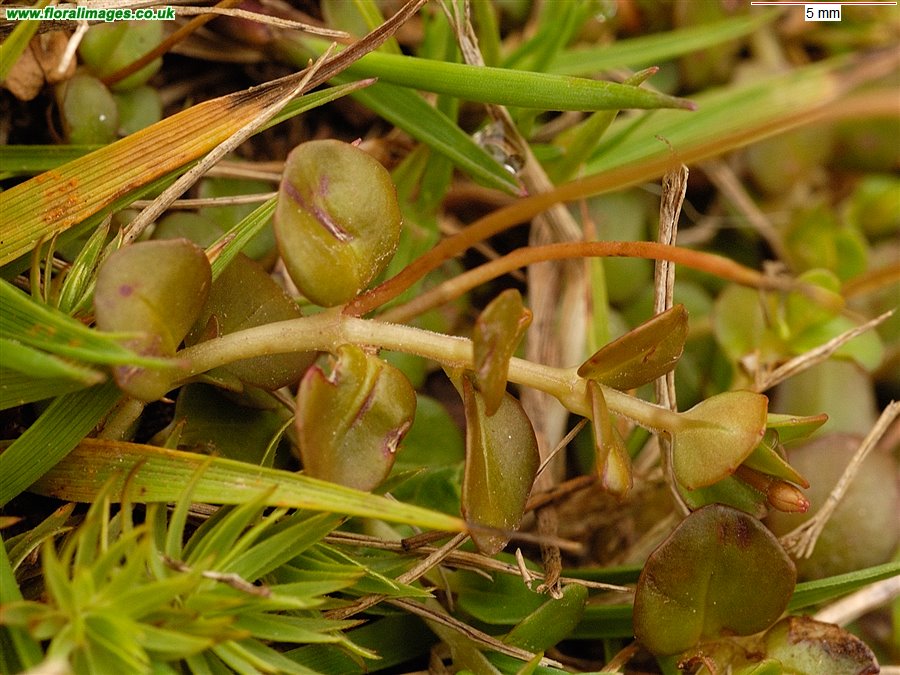 Epilobium brunnescens