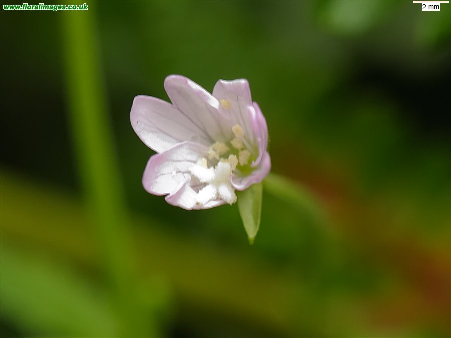 Epilobium parviflorum